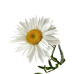 Ромашки